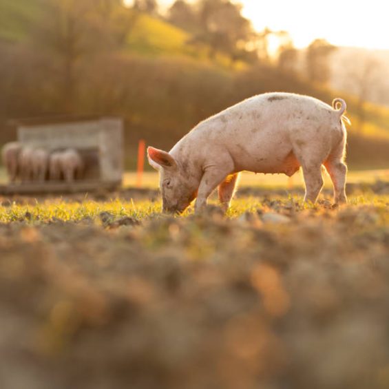 Pigs eating on a meadow in an organic meat farm - wide angle lens shot